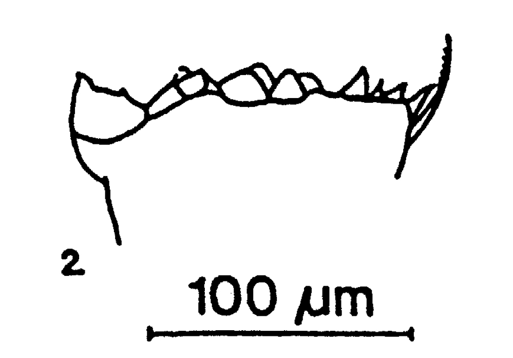Species Calanus helgolandicus - Plate 12 of morphological figures