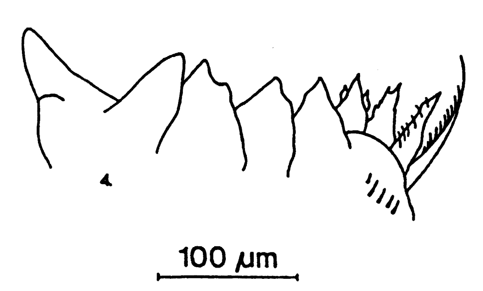 Espèce Subeucalanus pileatus - Planche 15 de figures morphologiques