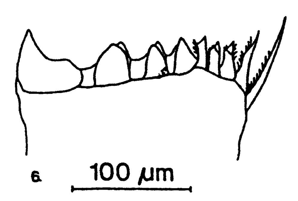 Espèce Eucalanus hyalinus - Planche 23 de figures morphologiques