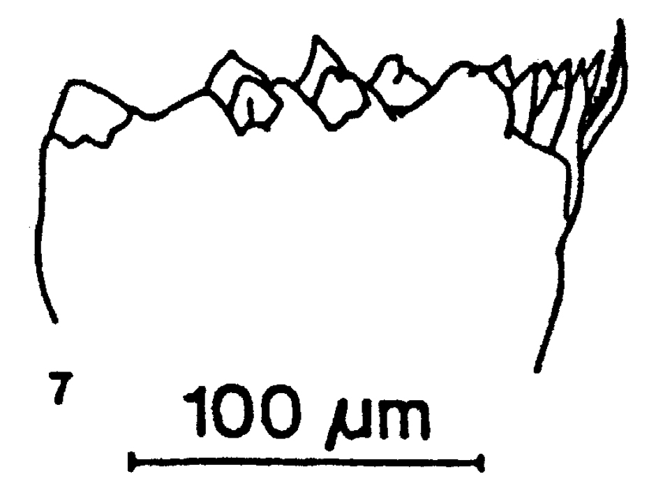Espce Rhincalanus nasutus - Planche 27 de figures morphologiques
