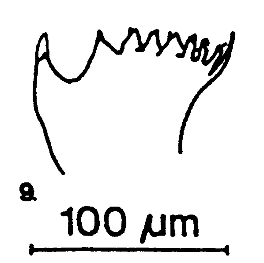 Espce Centropages chierchiae - Planche 8 de figures morphologiques
