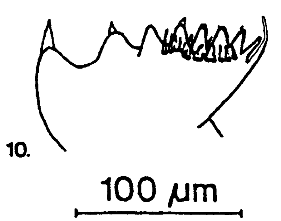 Species Temora stylifera - Plate 22 of morphological figures