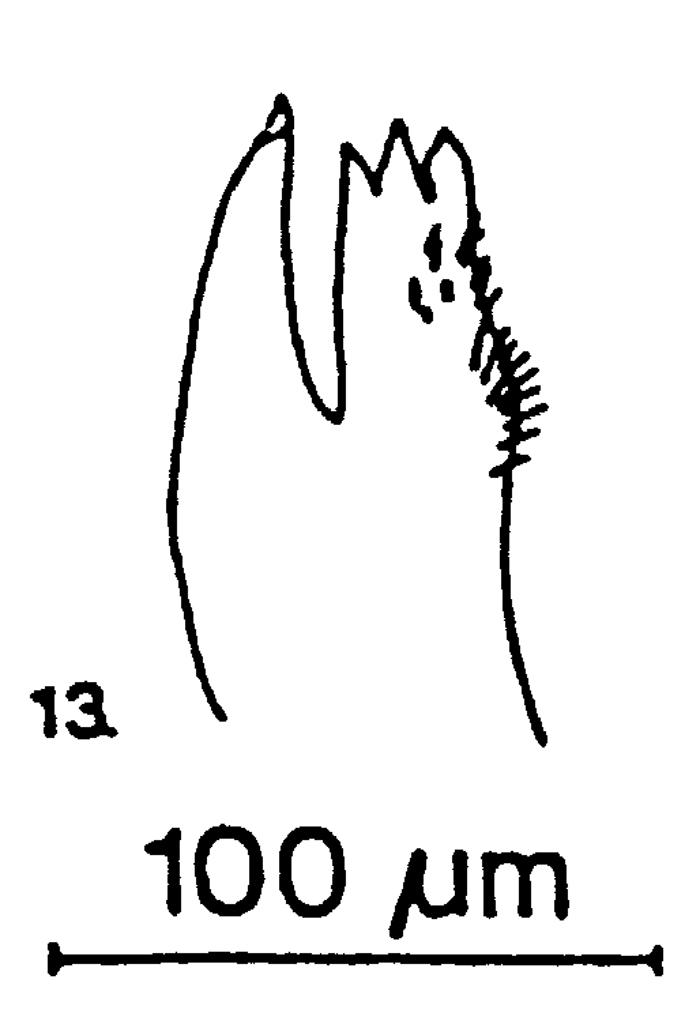 Espèce Candacia bipinnata - Planche 25 de figures morphologiques