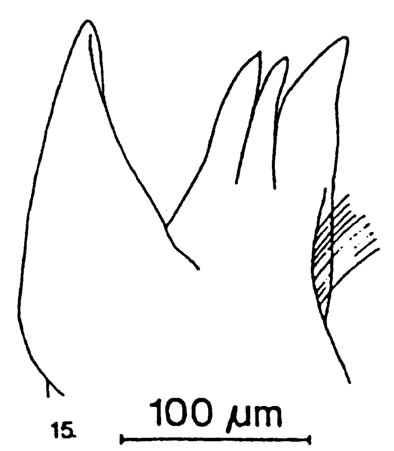 Espce Arietellus setosus - Planche 18 de figures morphologiques