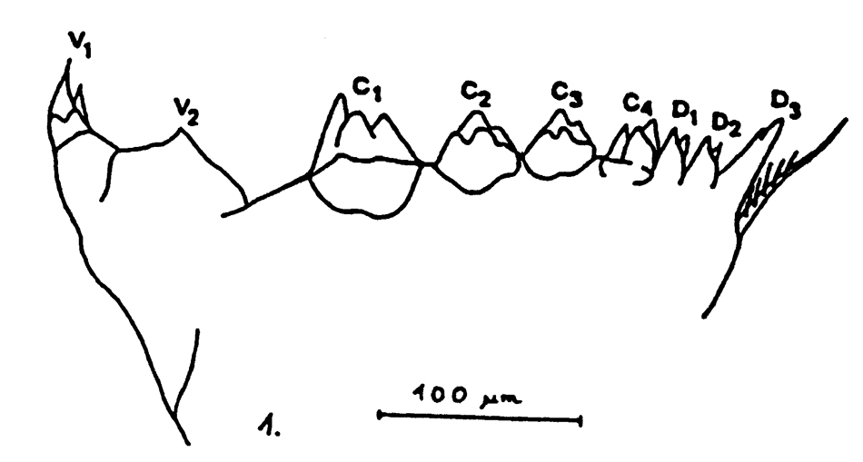 Espce Calanus hyperboreus - Planche 9 de figures morphologiques