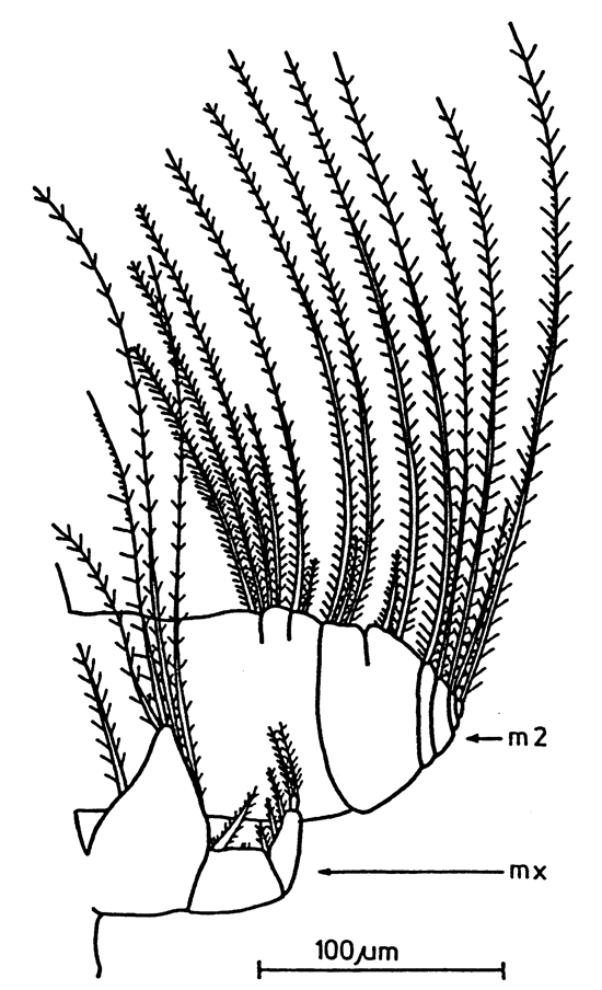 Espèce Acartia (Acartiura) longiremis - Planche 11 de figures morphologiques