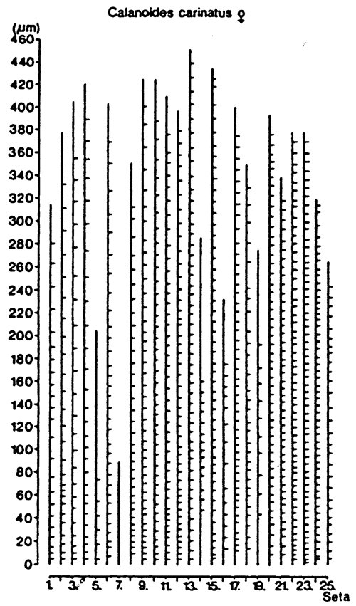 Espèce Calanoides natalis - Planche 14 de figures morphologiques
