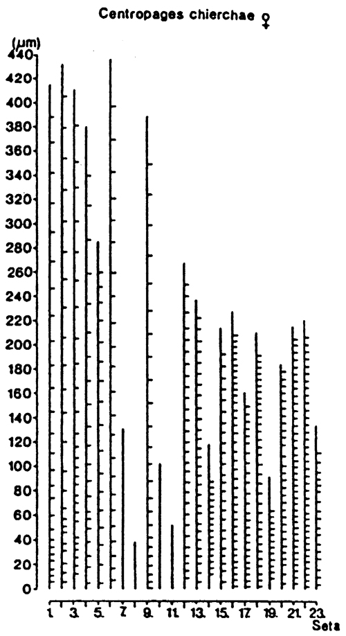 Espce Centropages chierchiae - Planche 9 de figures morphologiques