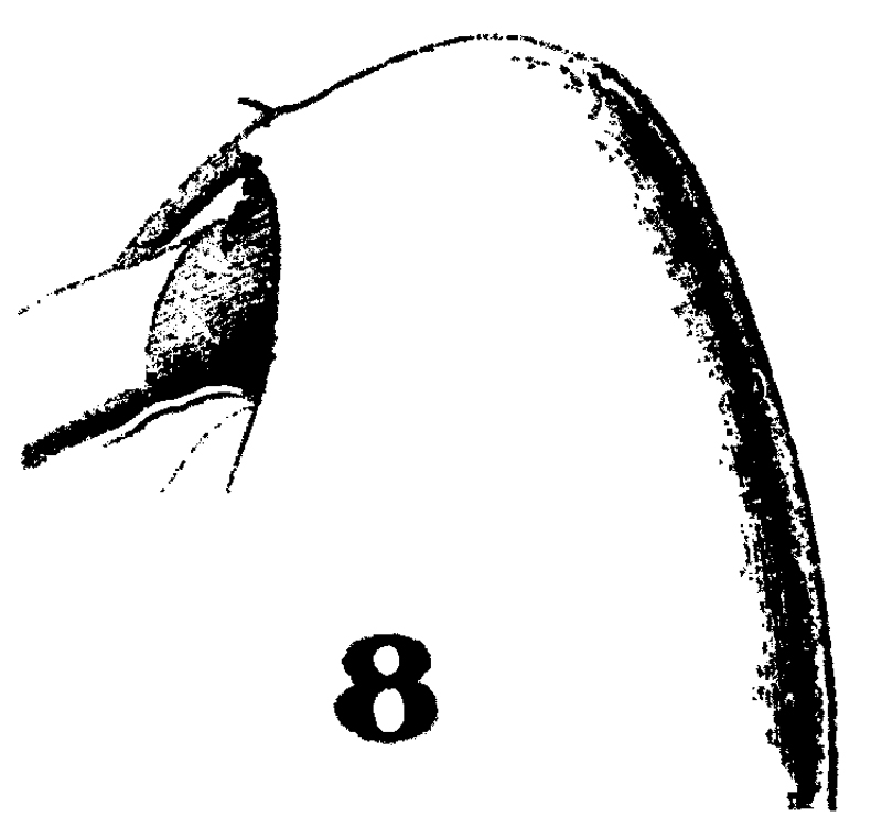 Espèce Calanoides patagoniensis - Planche 11 de figures morphologiques