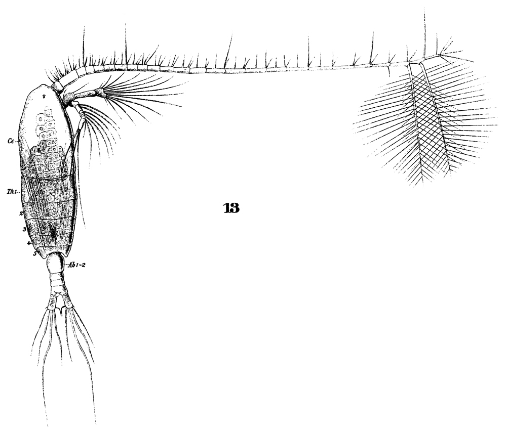 Espce Mesocalanus tenuicornis - Planche 14 de figures morphologiques