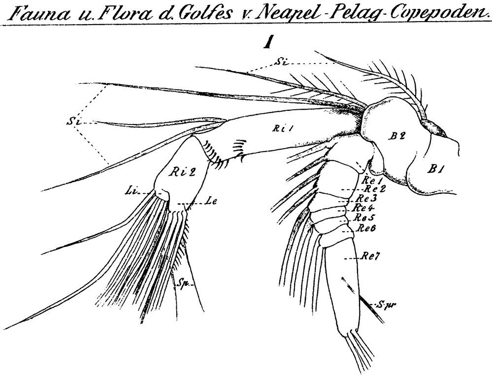Espèce Neocalanus gracilis - Planche 26 de figures morphologiques