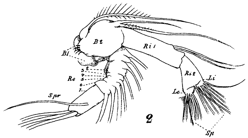 Species Undinula vulgaris - Plate 25 of morphological figures