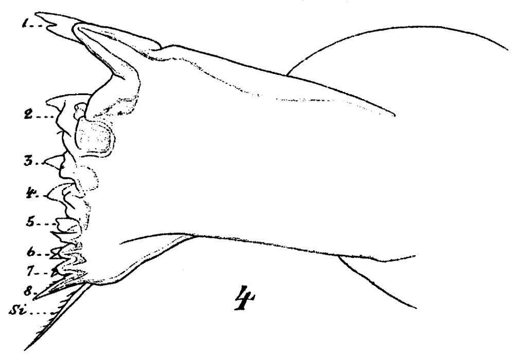 Espèce Neocalanus gracilis - Planche 27 de figures morphologiques