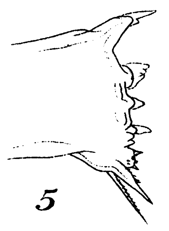 Espèce Mesocalanus tenuicornis - Planche 16 de figures morphologiques