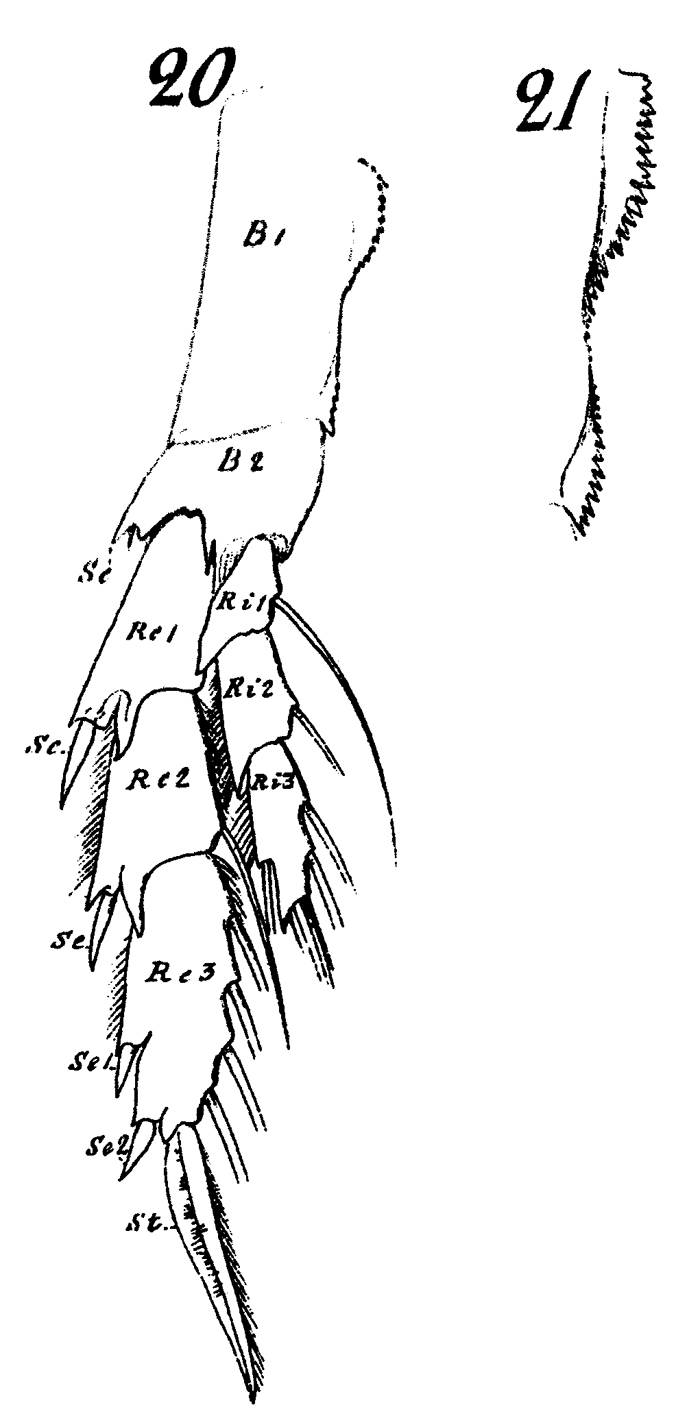 Espce Calanus helgolandicus - Planche 14 de figures morphologiques