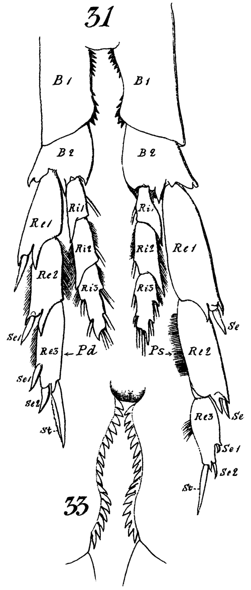 Species Calanus finmarchicus - Plate 24 of morphological figures