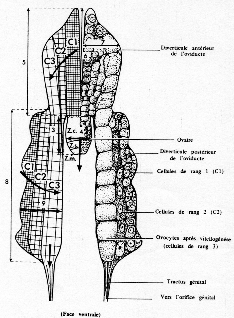Espce Temora stylifera - Planche 24 de figures morphologiques