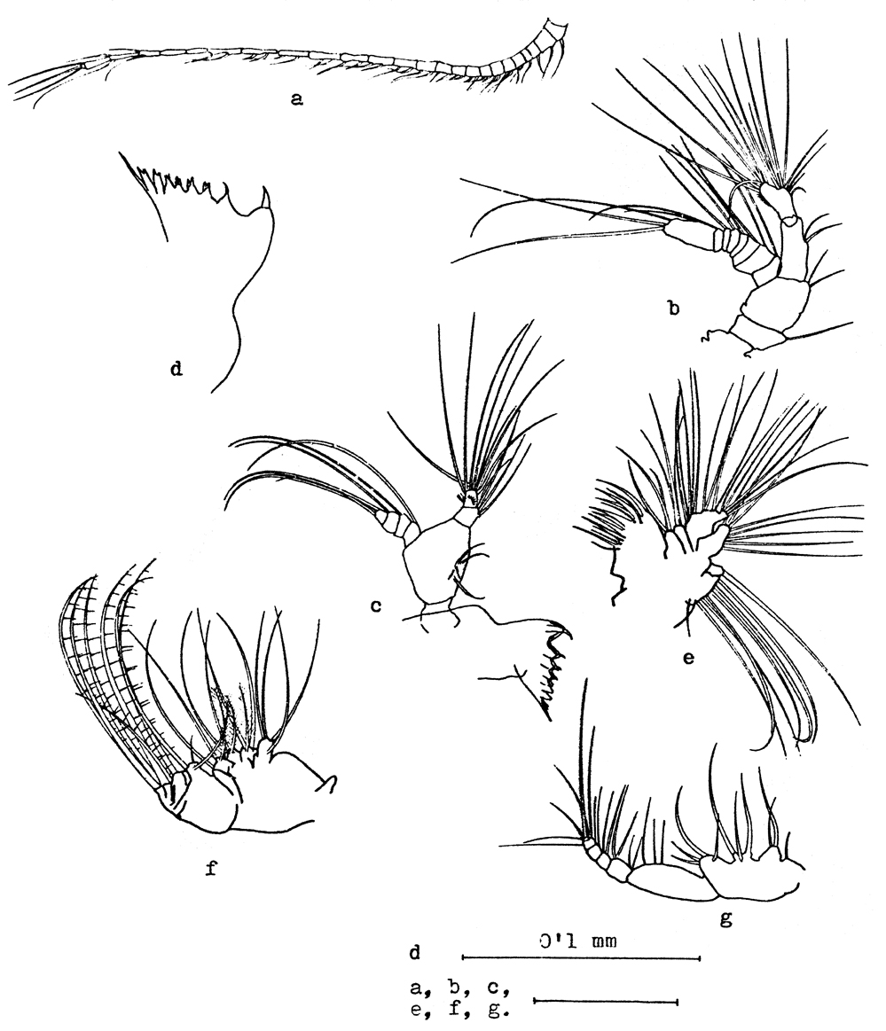 Species Centropages ponticus - Plate 5 of morphological figures