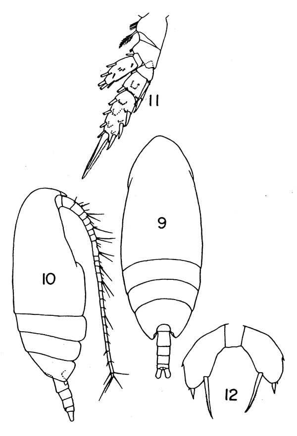 Espèce Scolecithricella minor - Planche 1 de figures morphologiques