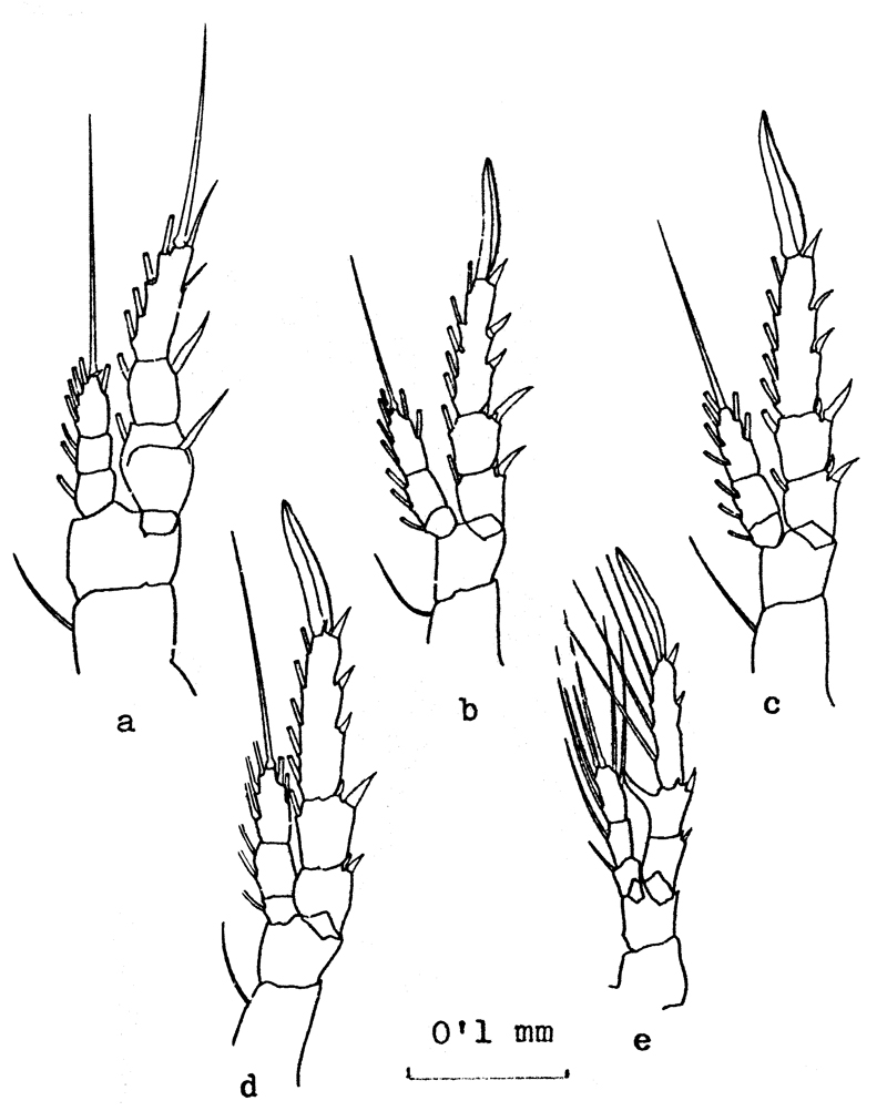 Species Centropages ponticus - Plate 7 of morphological figures