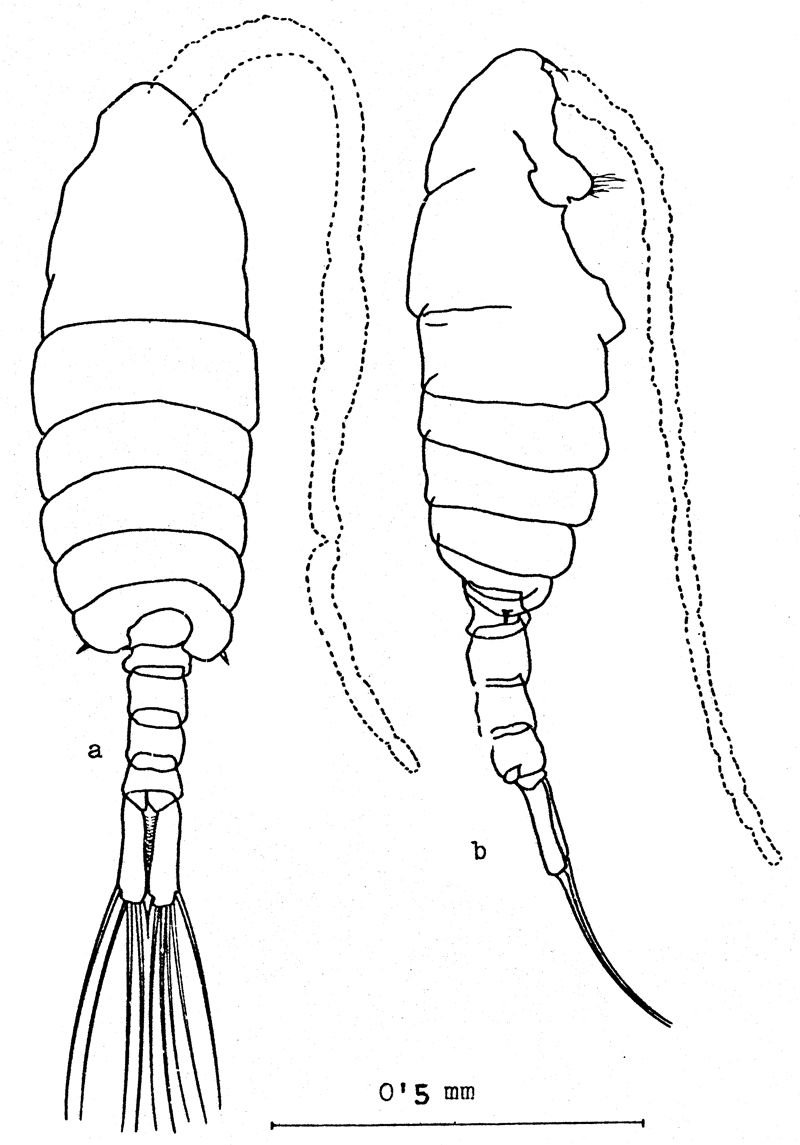 Espèce Centropages ponticus - Planche 9 de figures morphologiques