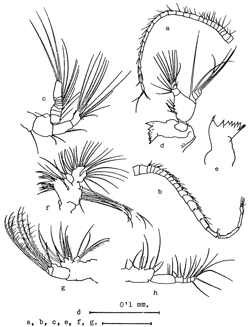 Species Centropages ponticus - Plate 11 of morphological figures