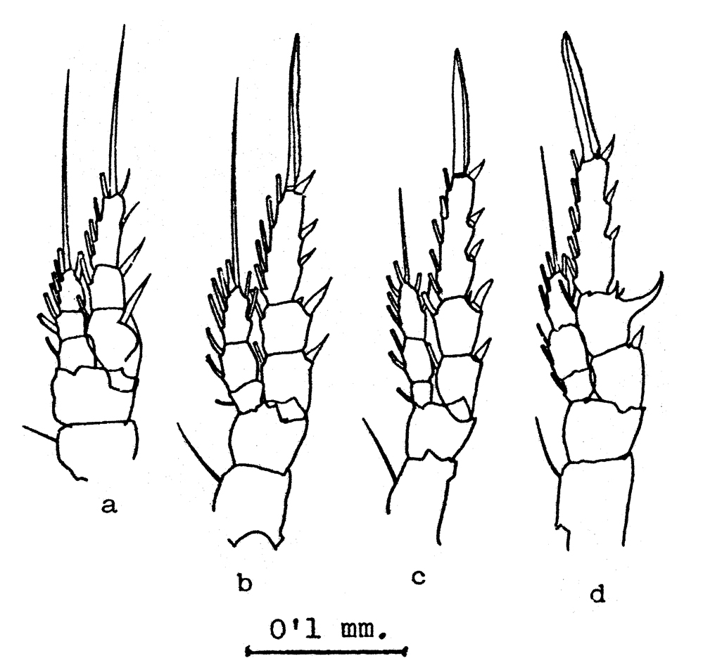 Espèce Centropages ponticus - Planche 15 de figures morphologiques