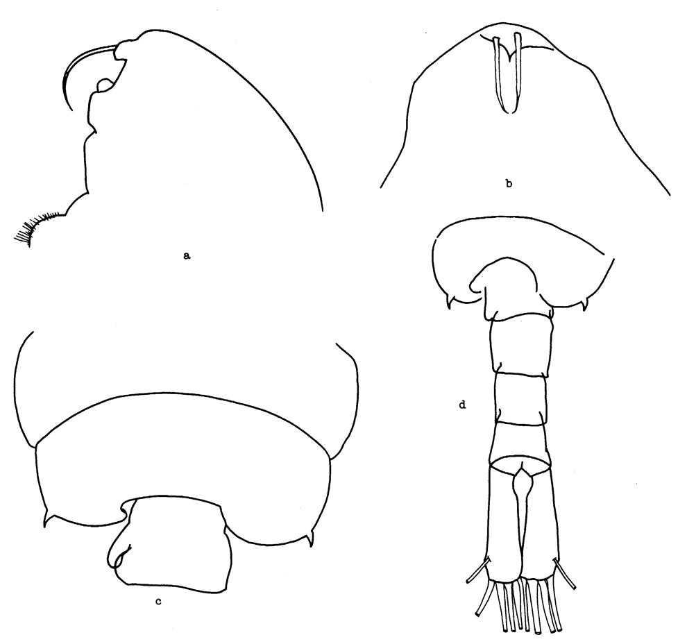 Species Centropages ponticus - Plate 10 of morphological figures