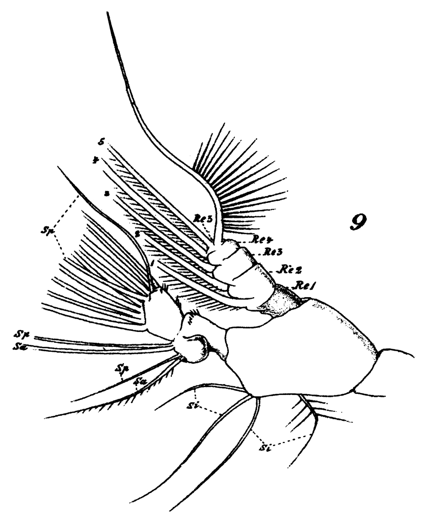 Espèce Neocalanus gracilis - Planche 30 de figures morphologiques