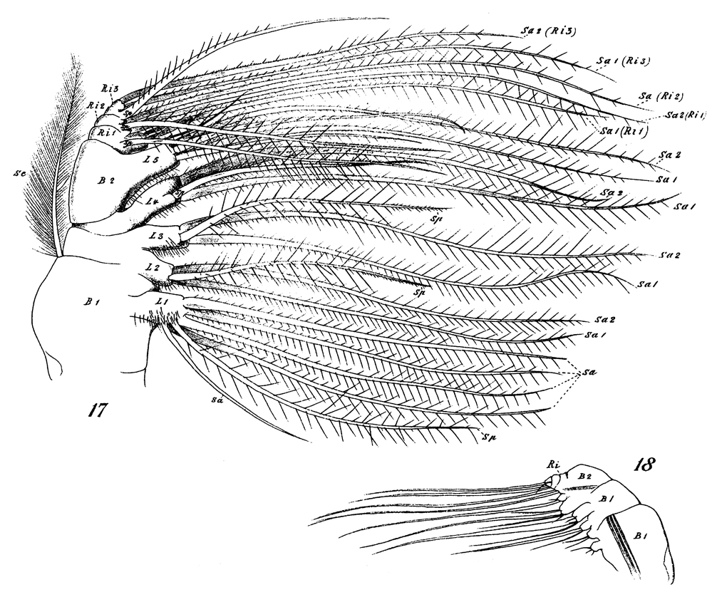 Espèce Neocalanus gracilis - Planche 31 de figures morphologiques