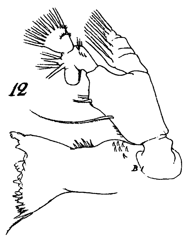 Espce Calanus hyperboreus - Planche 10 de figures morphologiques