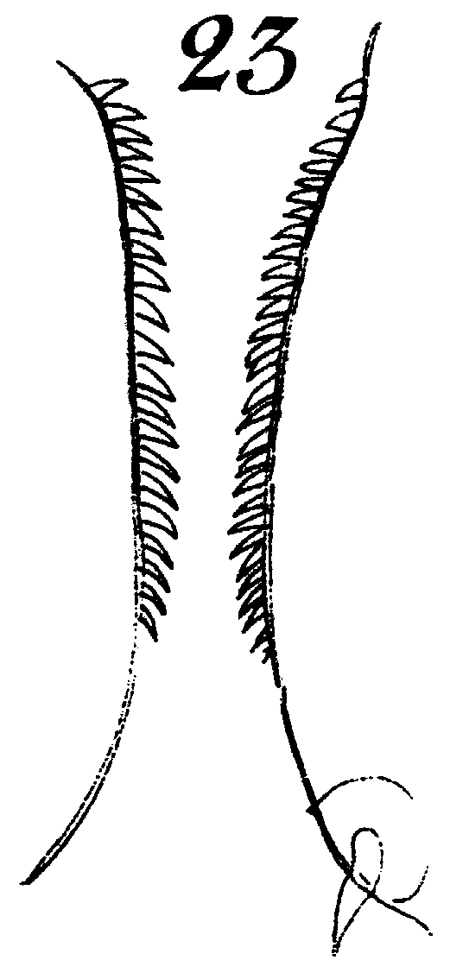 Espce Calanus hyperboreus - Planche 12 de figures morphologiques