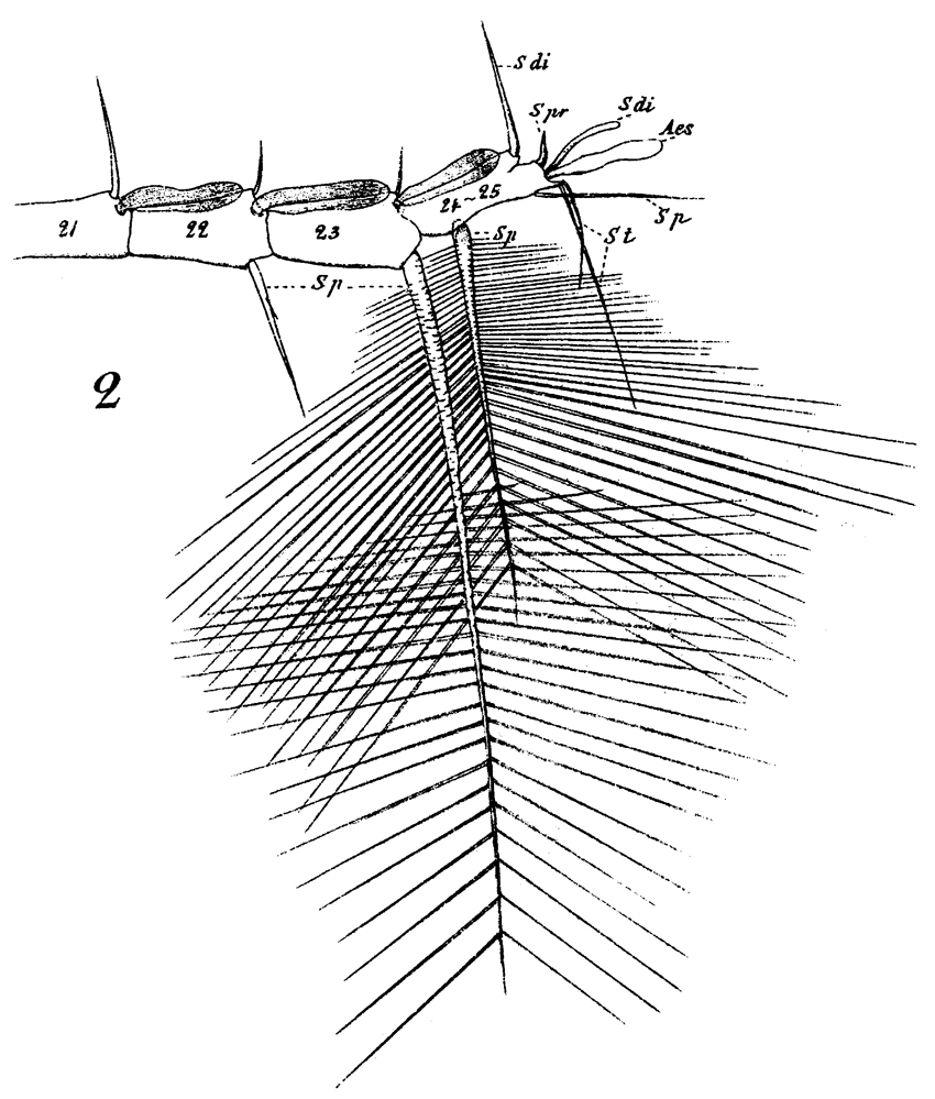 Espèce Neocalanus gracilis - Planche 36 de figures morphologiques