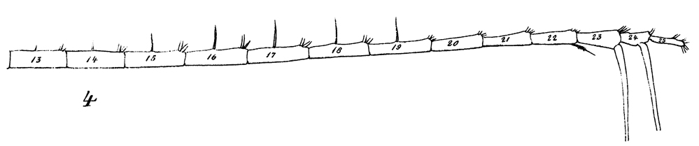 Espèce Neocalanus gracilis - Planche 37 de figures morphologiques