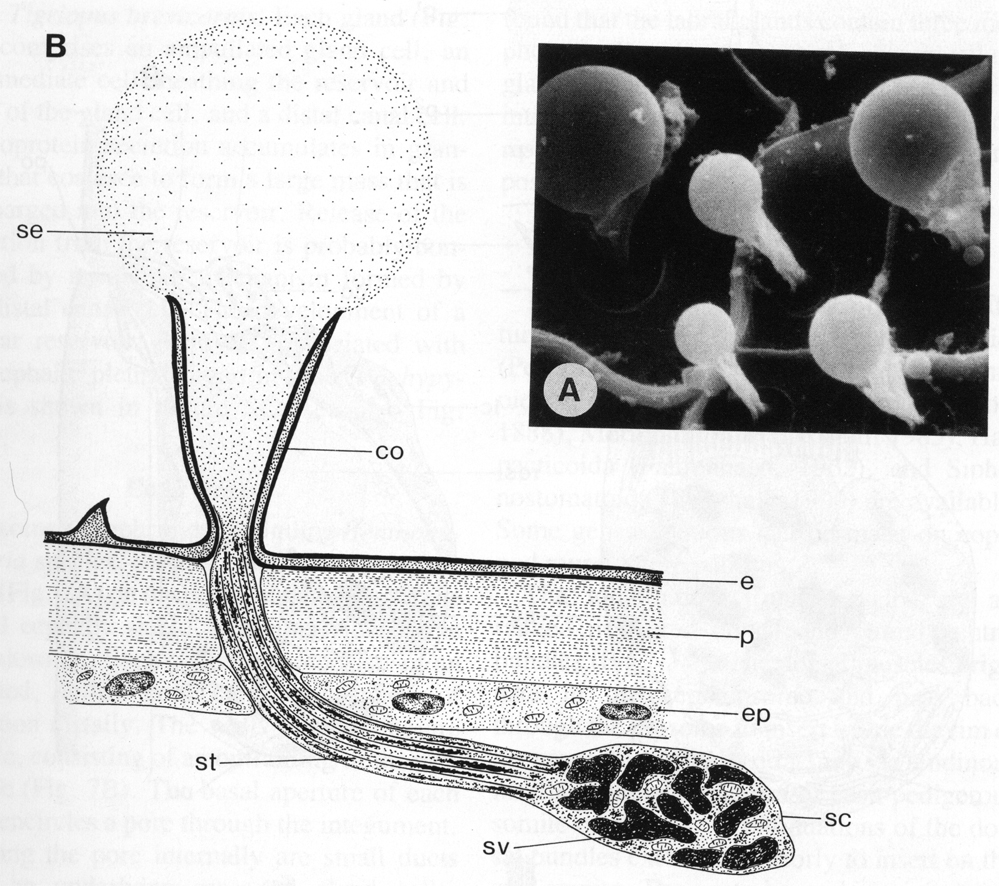 Espce Benthomisophria palliata - Planche 16 de figures morphologiques
