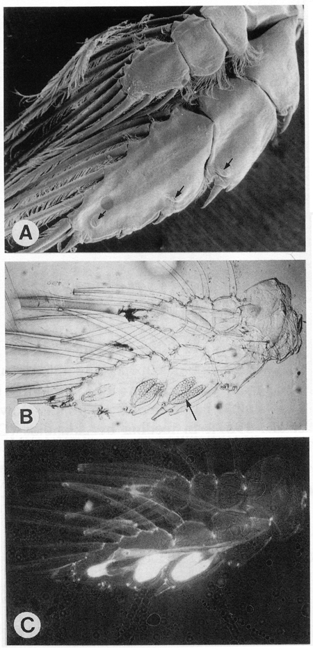 Species Euaugaptilus magnus - Plate 12 of morphological figures