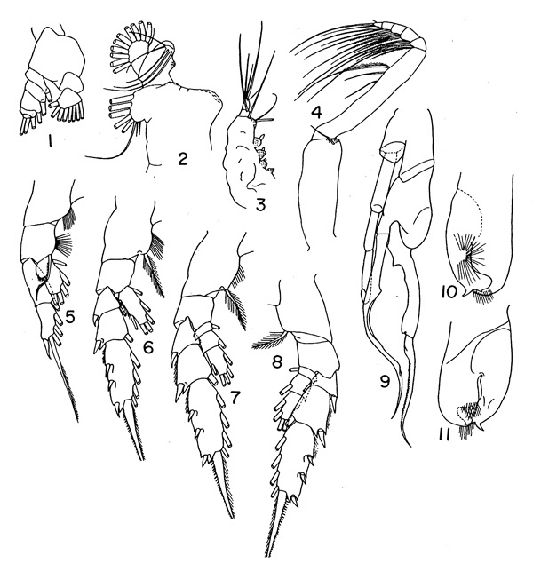 Espce Euchirella unispina - Planche 2 de figures morphologiques
