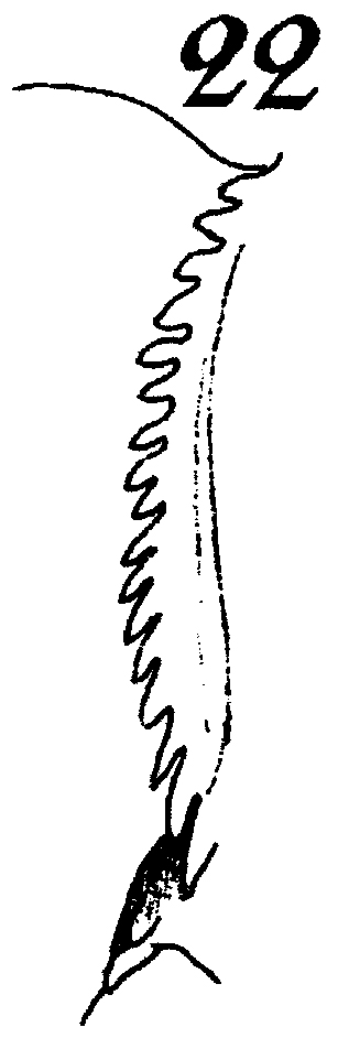 Espèce Calanus propinquus - Planche 24 de figures morphologiques