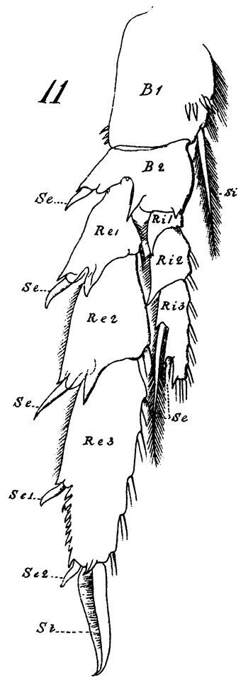 Espèce Cosmocalanus darwini - Planche 17 de figures morphologiques