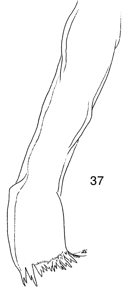 Espce Phaenna spinifera - Planche 25 de figures morphologiques