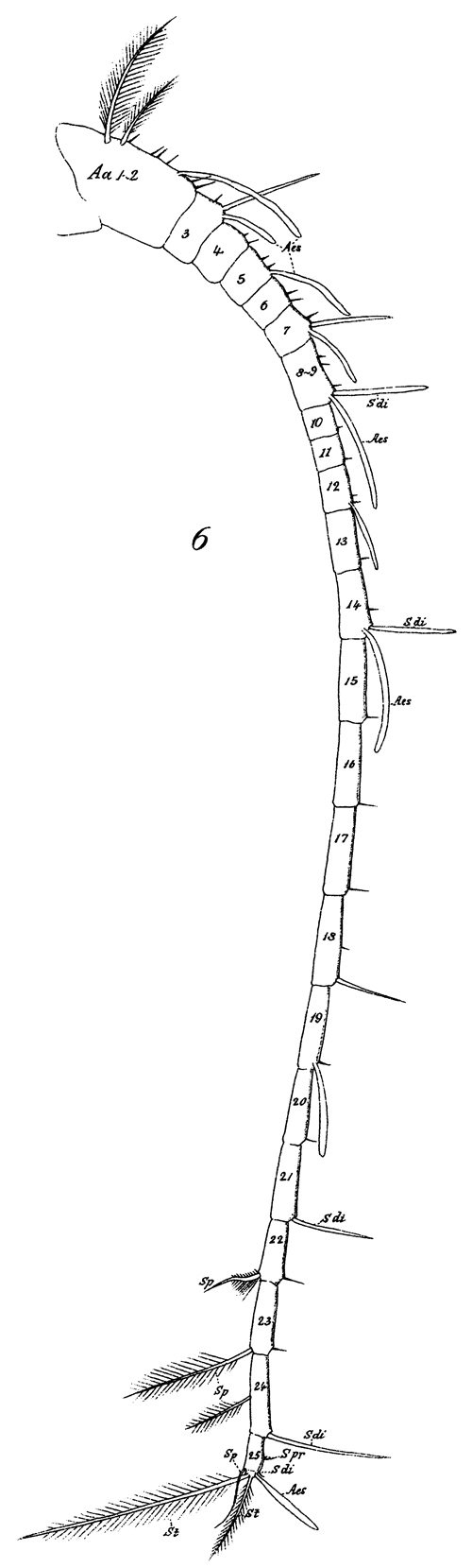 Espèce Phaenna spinifera - Planche 26 de figures morphologiques