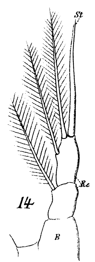Espèce Rhincalanus nasutus - Planche 28 de figures morphologiques