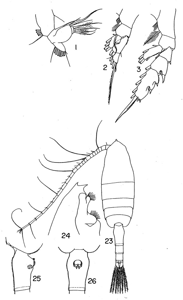 Espèce Euchaeta wrighti - Planche 1 de figures morphologiques