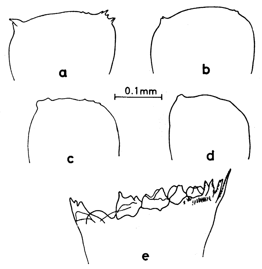 Espce Neocalanus cristatus - Planche 9 de figures morphologiques