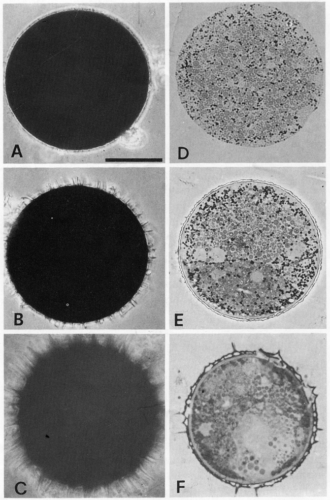 Species Pontella mediterranea - Plate 15 of morphological figures