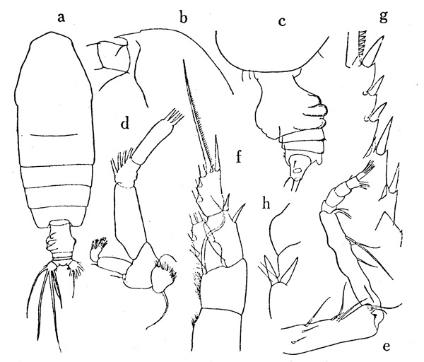 Species Euchirella formosa - Plate 1 of morphological figures