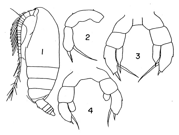 Espèce Archescolecithrix auropecten - Planche 2 de figures morphologiques