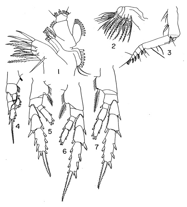 Espce Aetideus pacificus - Planche 4 de figures morphologiques