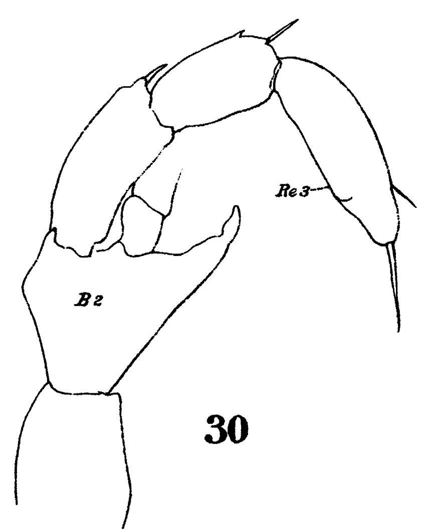 Espce Lucicutia longicornis - Planche 7 de figures morphologiques