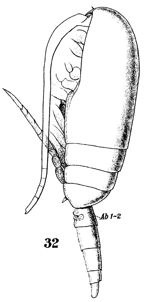 Espèce Clausocalanus furcatus - Planche 16 de figures morphologiques
